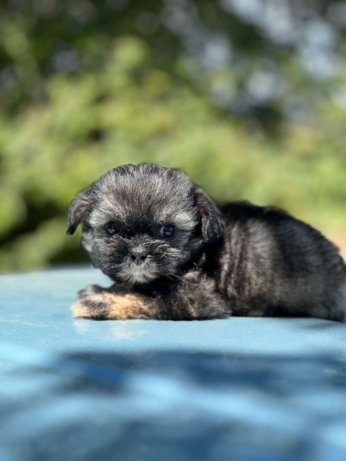 Especial de cachorro shipoo pequeñita hembra en santo domingo esta ubi Foto 7323050-1.jpg
