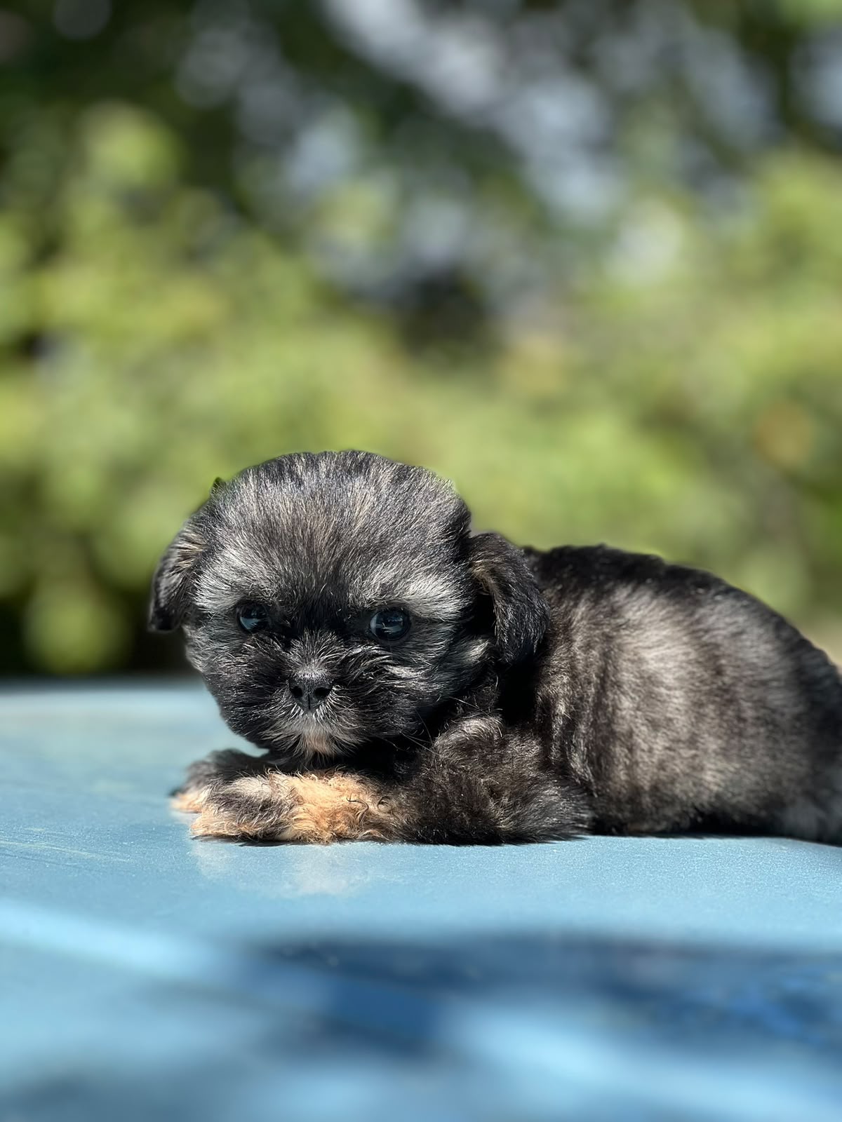 Especial de cachorro shipoo pequeñita hembra en santo domingo esta ubi Foto 7323050-2.jpg