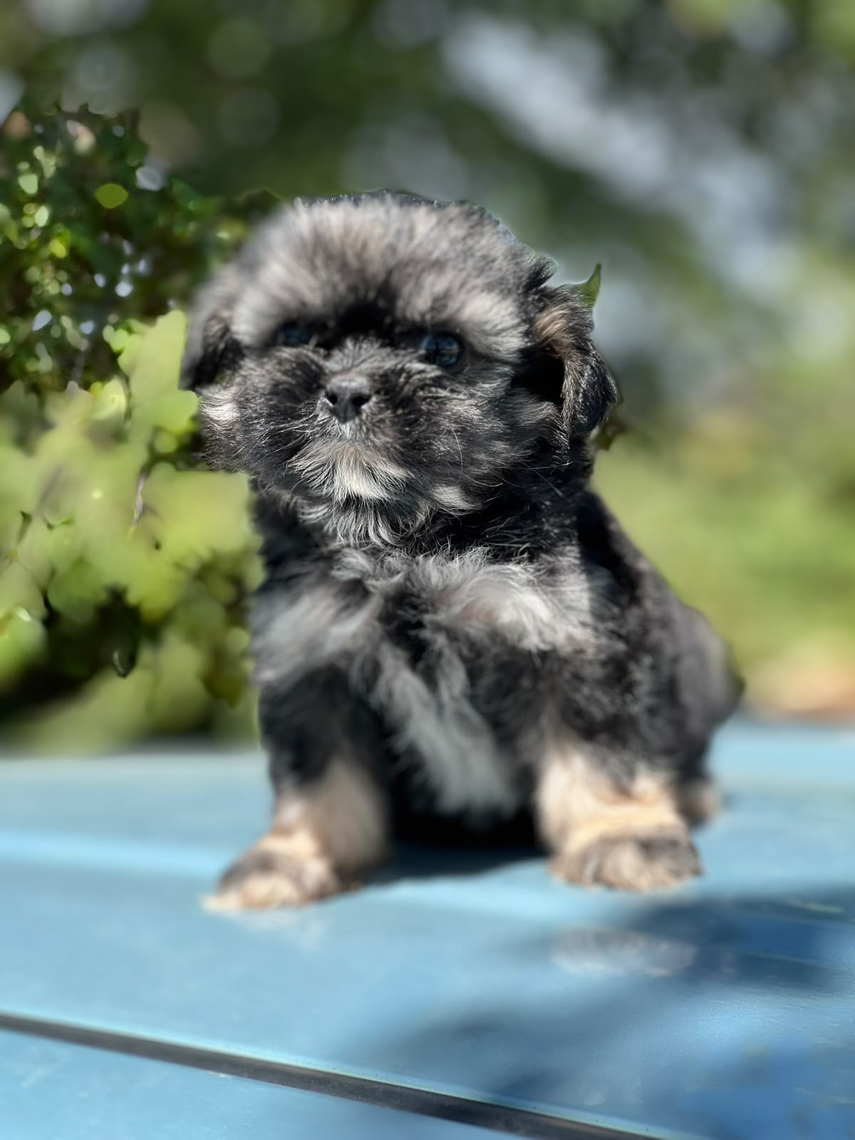 Especial de cachorro shipoo pequeñita hembra en santo domingo esta ubi Foto 7323050-3.jpg