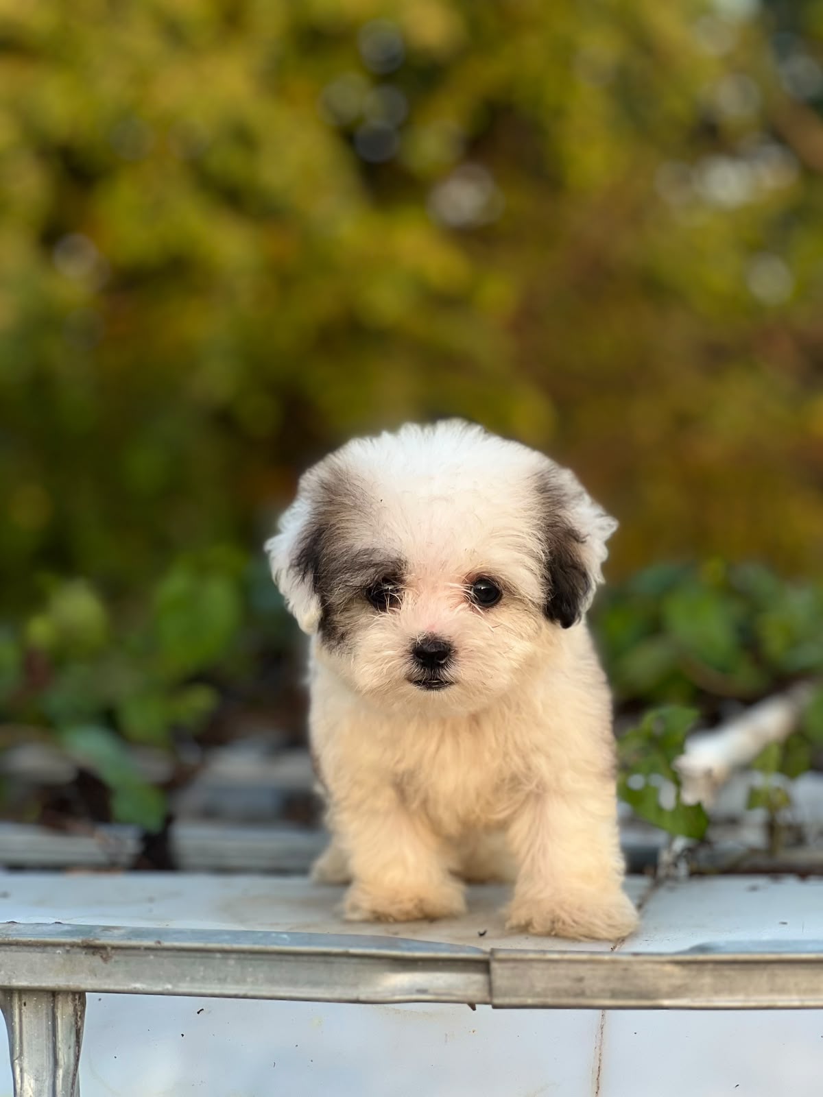 Especial de cachorro shipoo pequeñita hembra en santo domingo esta ubi Foto 7323050-6.jpg