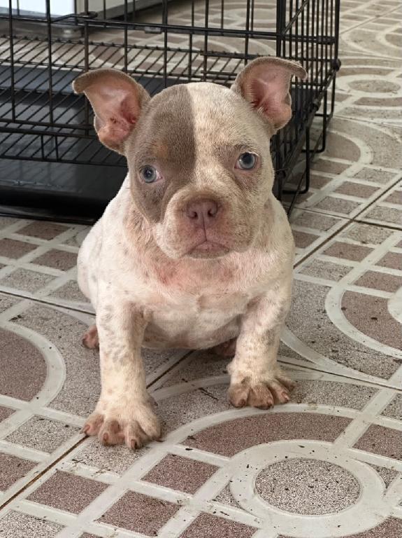 OFERTA CACHORRO AMERICAN BULLY POCKET HEMBRA UBICADO EN SANTO DOMINGO  Foto 7323148-1.jpg