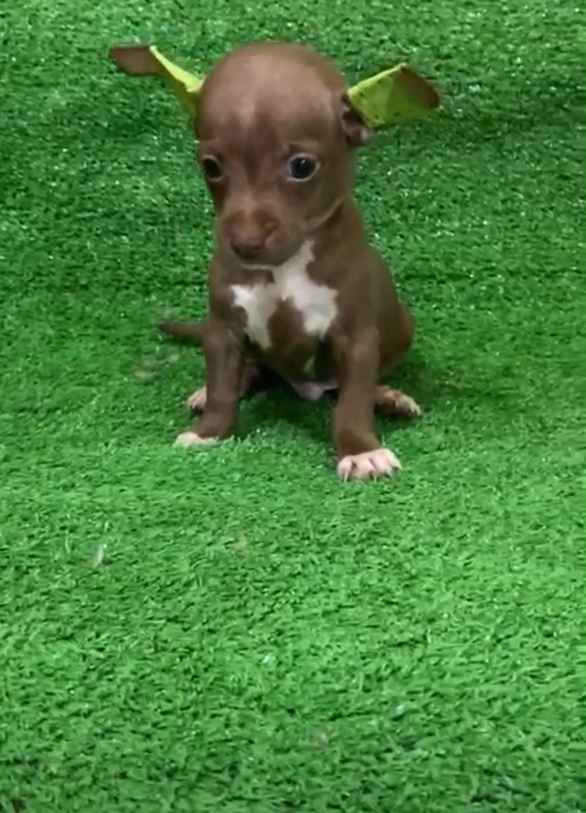 OFERTA CACHORRO CHIHUAHUA AMBOS SEXO UBICADO EN SANTO DOMINGO Y TIENE  Foto 7323171-2.jpg
