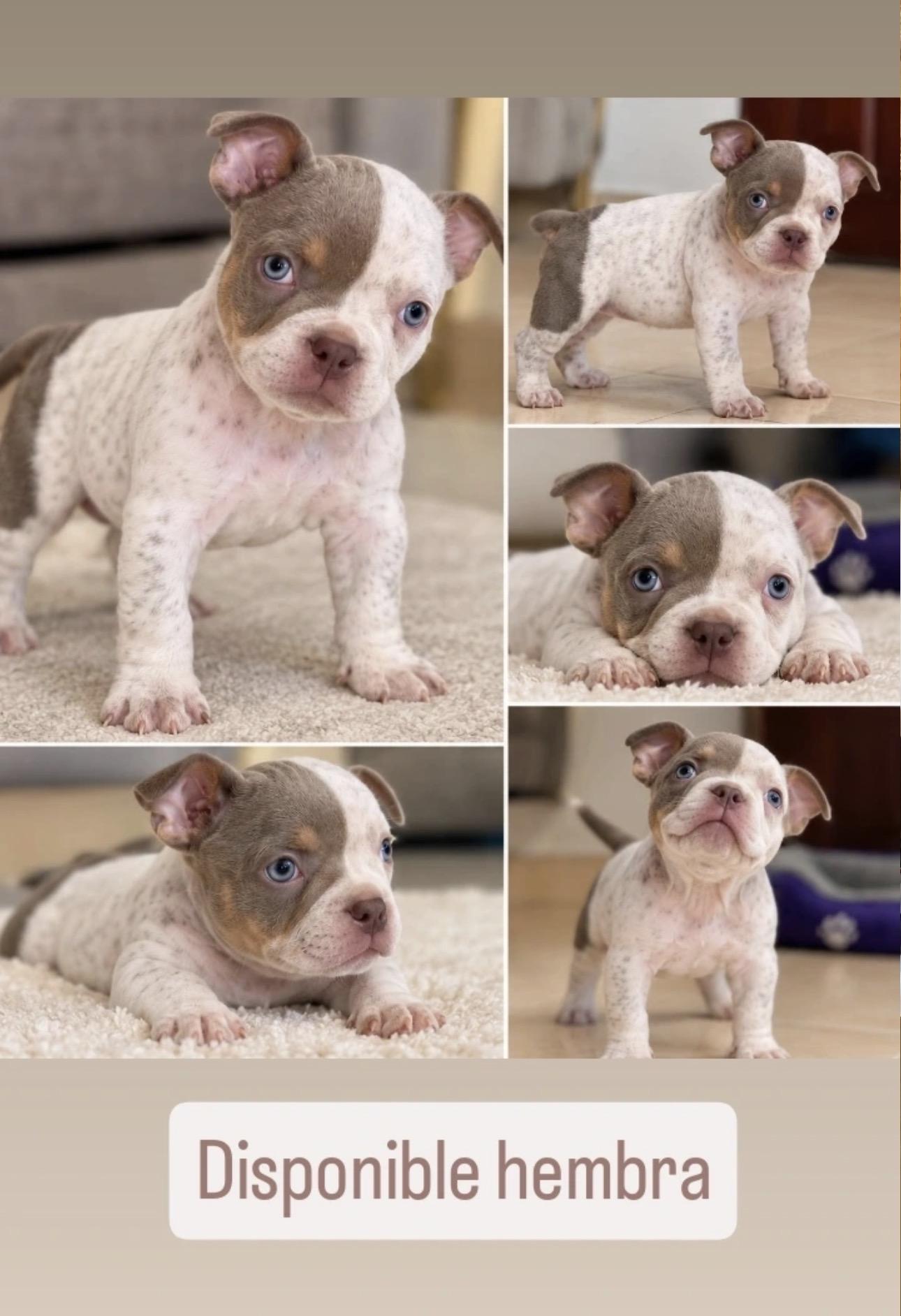 American bully pocket hembra exotica oferta Foto 7323285-3.jpg