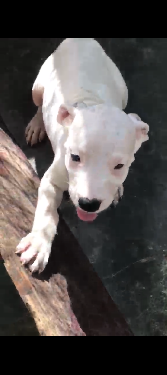 Dogo argentino  Foto 7323351-1.jpg
