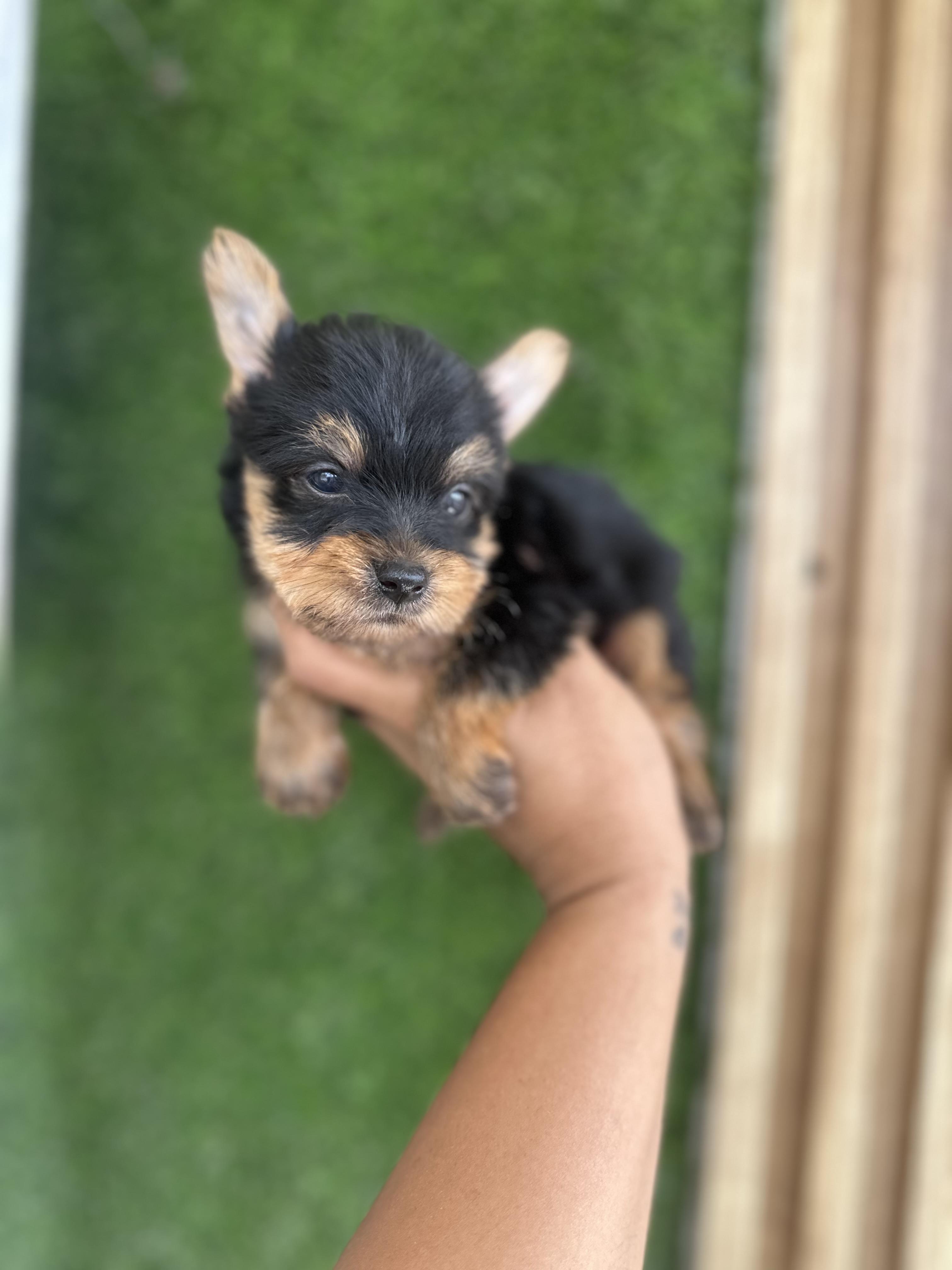 YORKIE MINI MACHO  Foto 7323547-5.jpg