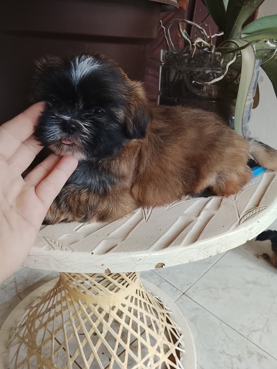 OFERTA CACHORRO SHIH TZU HEMBRA UBICADO EN SANTO DOMINGO Y TIENE SU VA Foto 7323606-2.jpg