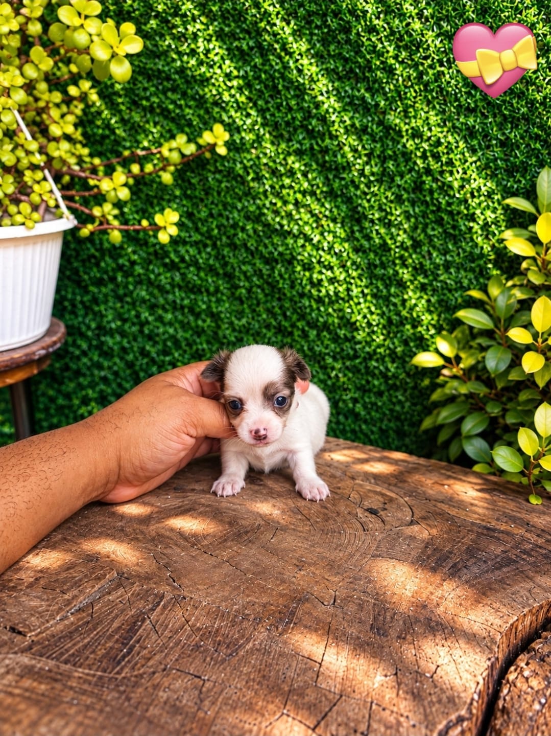 OFERTA CACHORRO CHIHUAHUA HEMBRA MINI UBICADO EN SANTO DOMINGO Y TIENE Foto 7323608-3.jpg