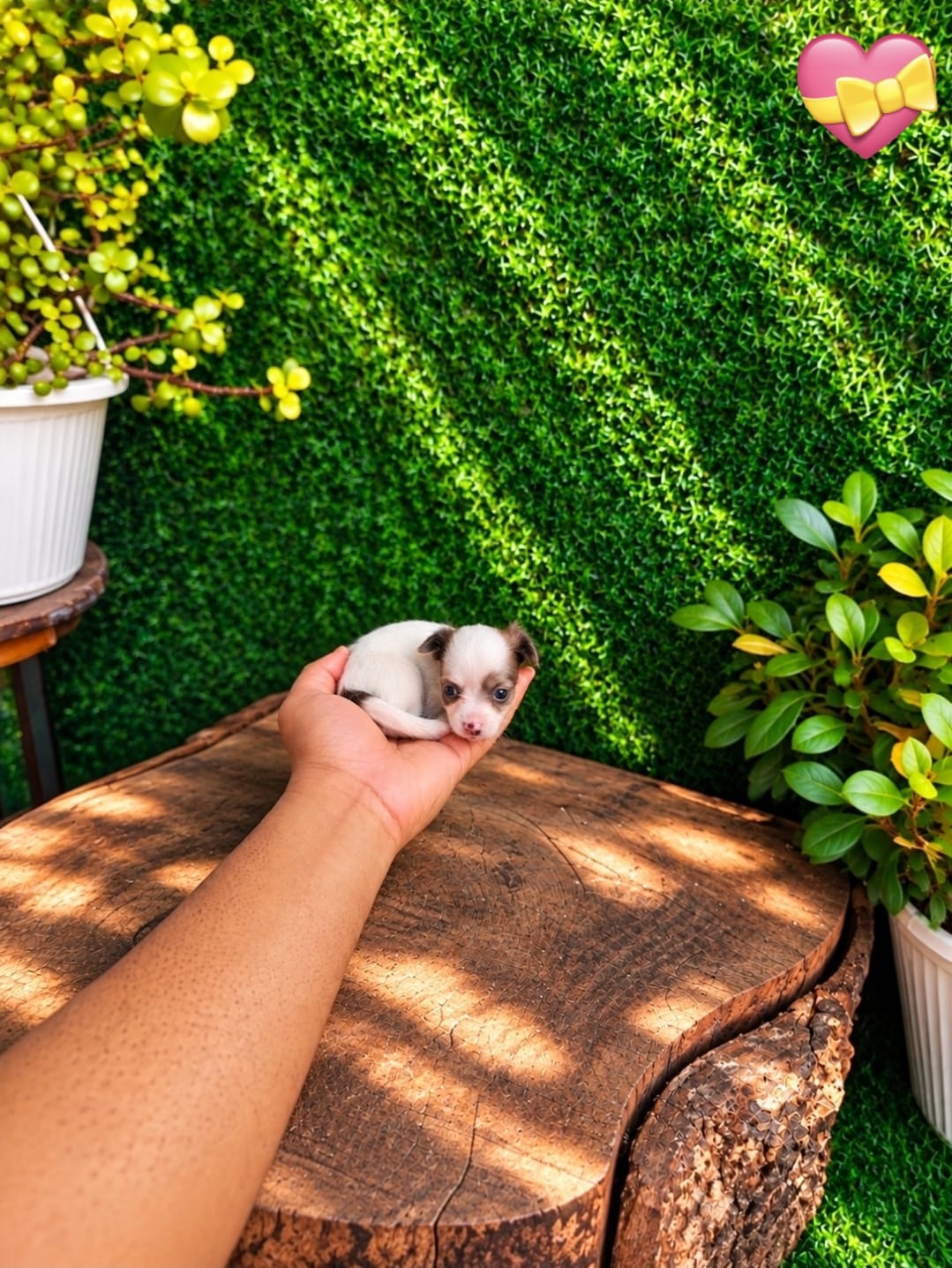 OFERTA CACHORRO CHIHUAHUA HEMBRA MINI UBICADO EN SANTO DOMINGO Y TIENE Foto 7323608-4.jpg