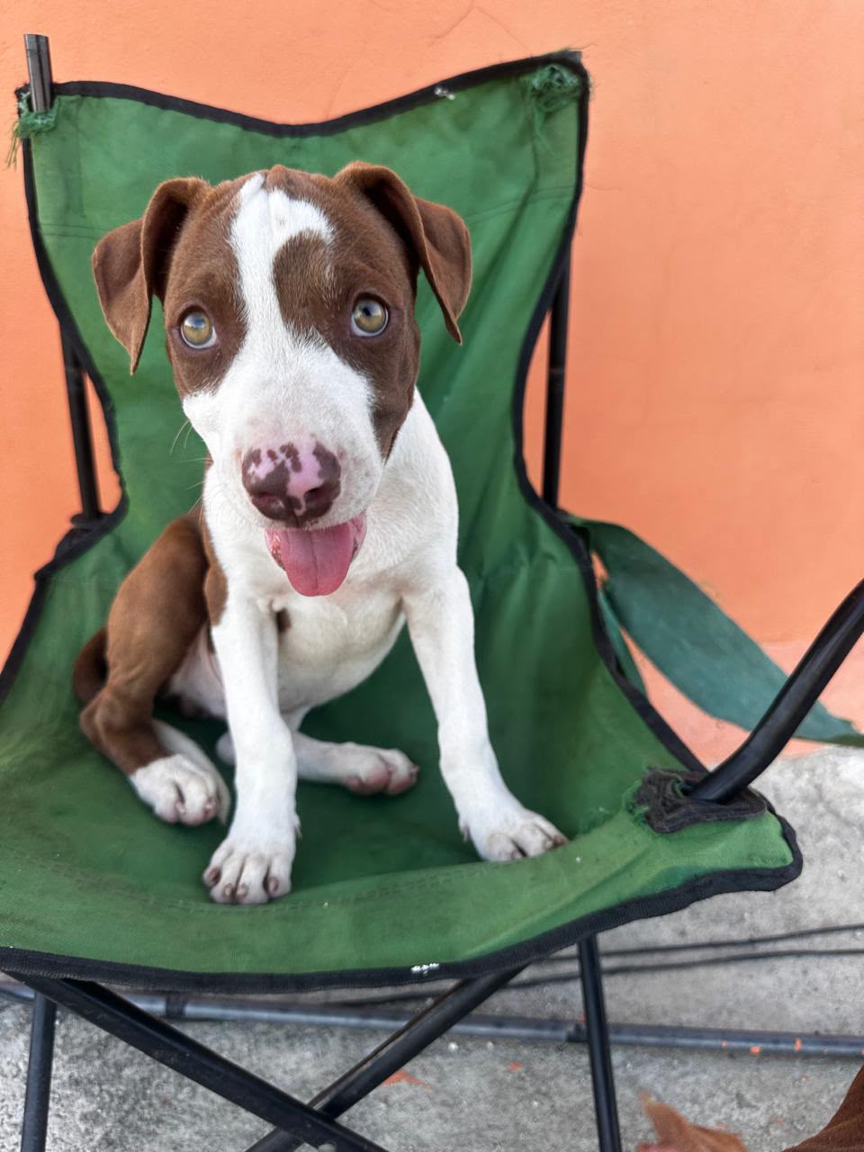 OFERTA CACHORRO PITBULL AMBOS SEXO UBICADO EN SANTO DOMINGO Y TIENE SU Foto 7323610-2.jpg