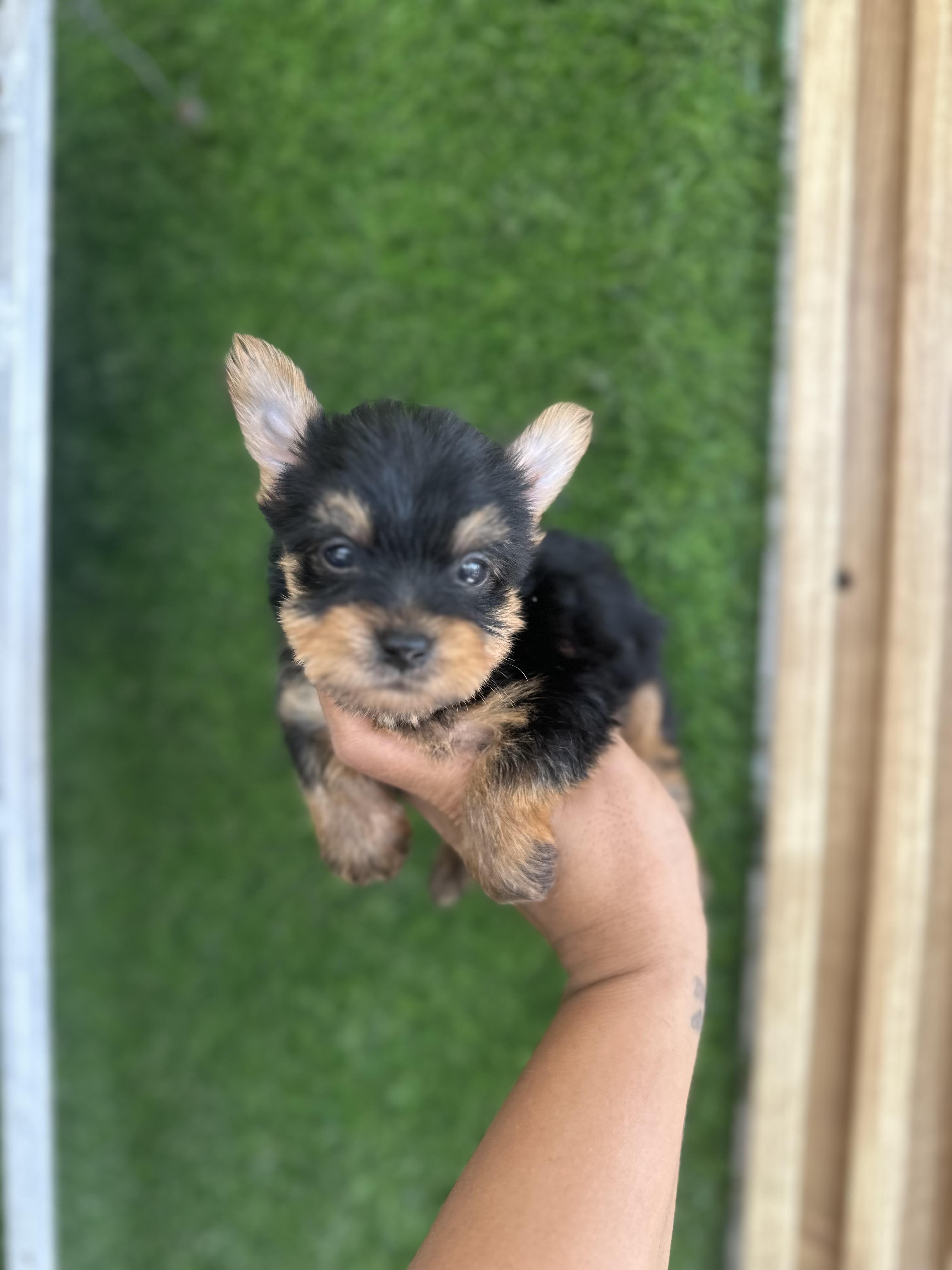Yorkie toy macho  Foto 7323660-2.jpg