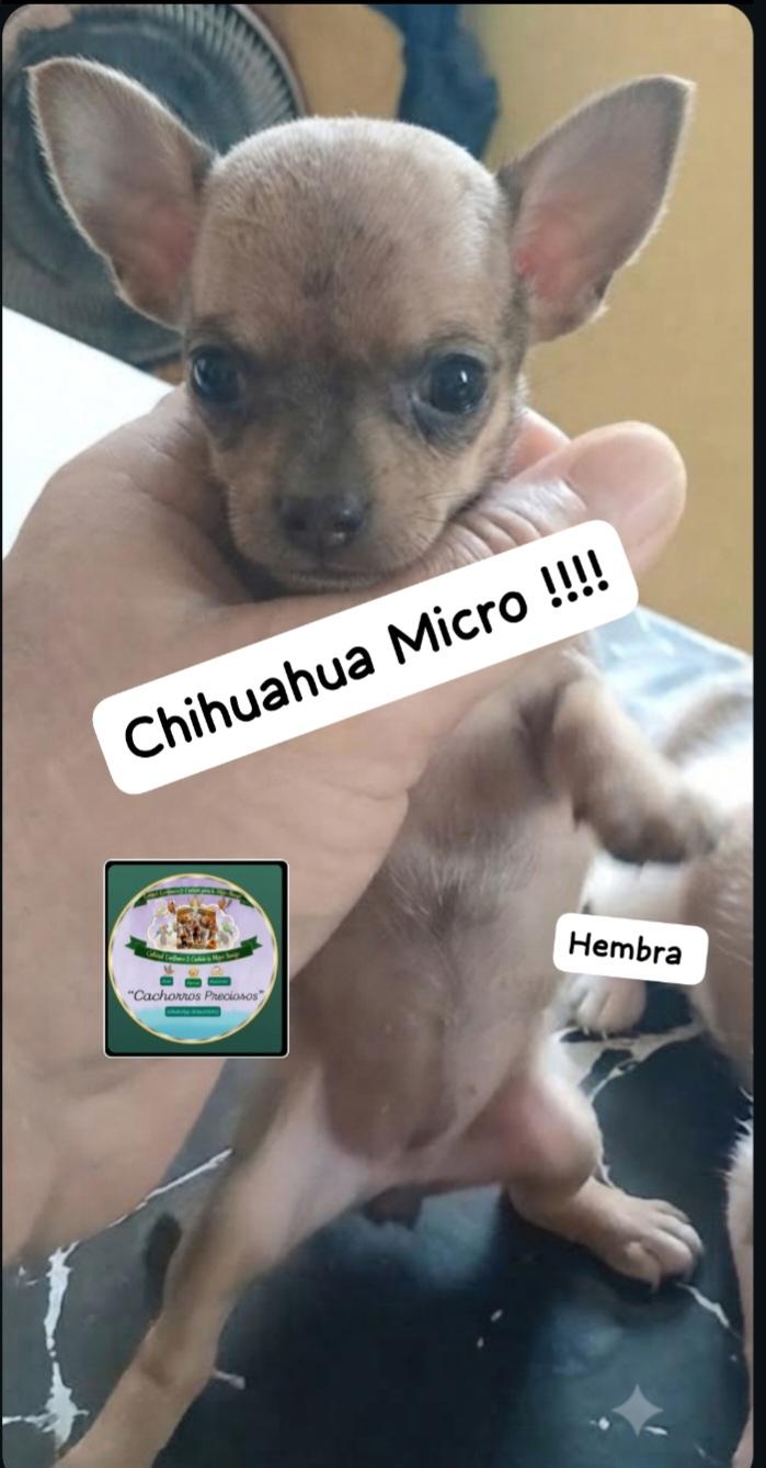 Chihuahua Micro  Foto 7323692-3.jpg
