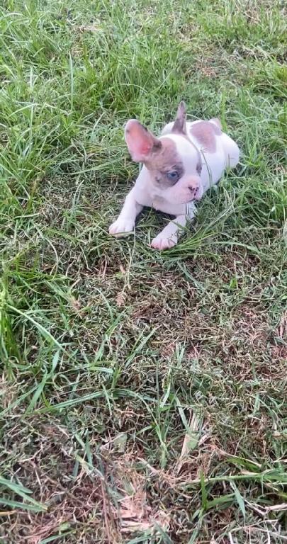 OFERTA CACHORRO BULLDOG FRANCES MACHO CON SU VACUNA AL DIA EN SANTO DO Foto 7323944-1.jpg