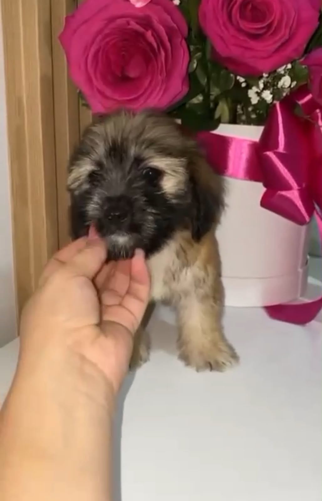 OFERTA CACHORRO SHIPOO HEMBRA EN SANTO DOMINGO Y VACUNA AL DIA  Foto 7323946-1.jpg