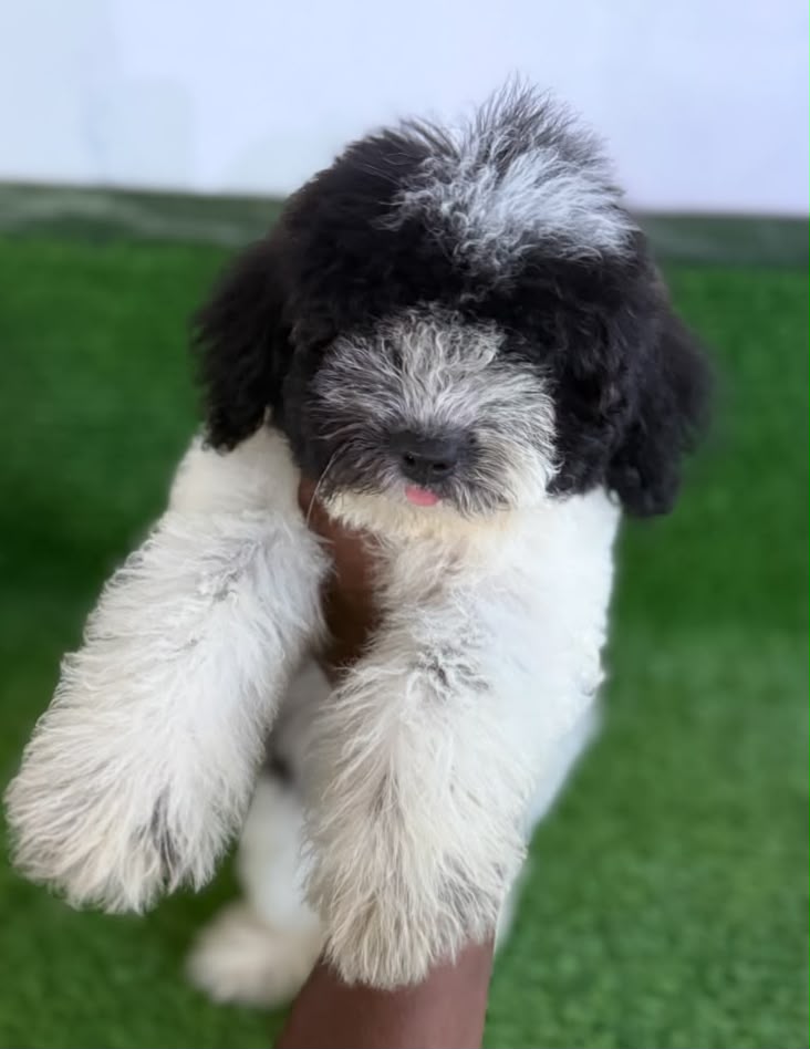 OFERTA CACHORRO MALTIPOO HEMBRA  EN SANTO DOMINGO Y VACUNA AL DIA  Foto 7323947-1.jpg