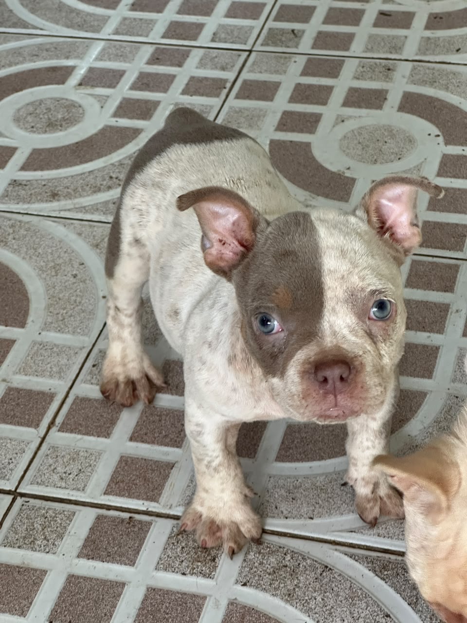 OFERTA CACHORRO SHIPOO MACHO UBICADO EN SANTO DOMINGO Y TIENE SU VACUN Foto 7323949-1.jpg