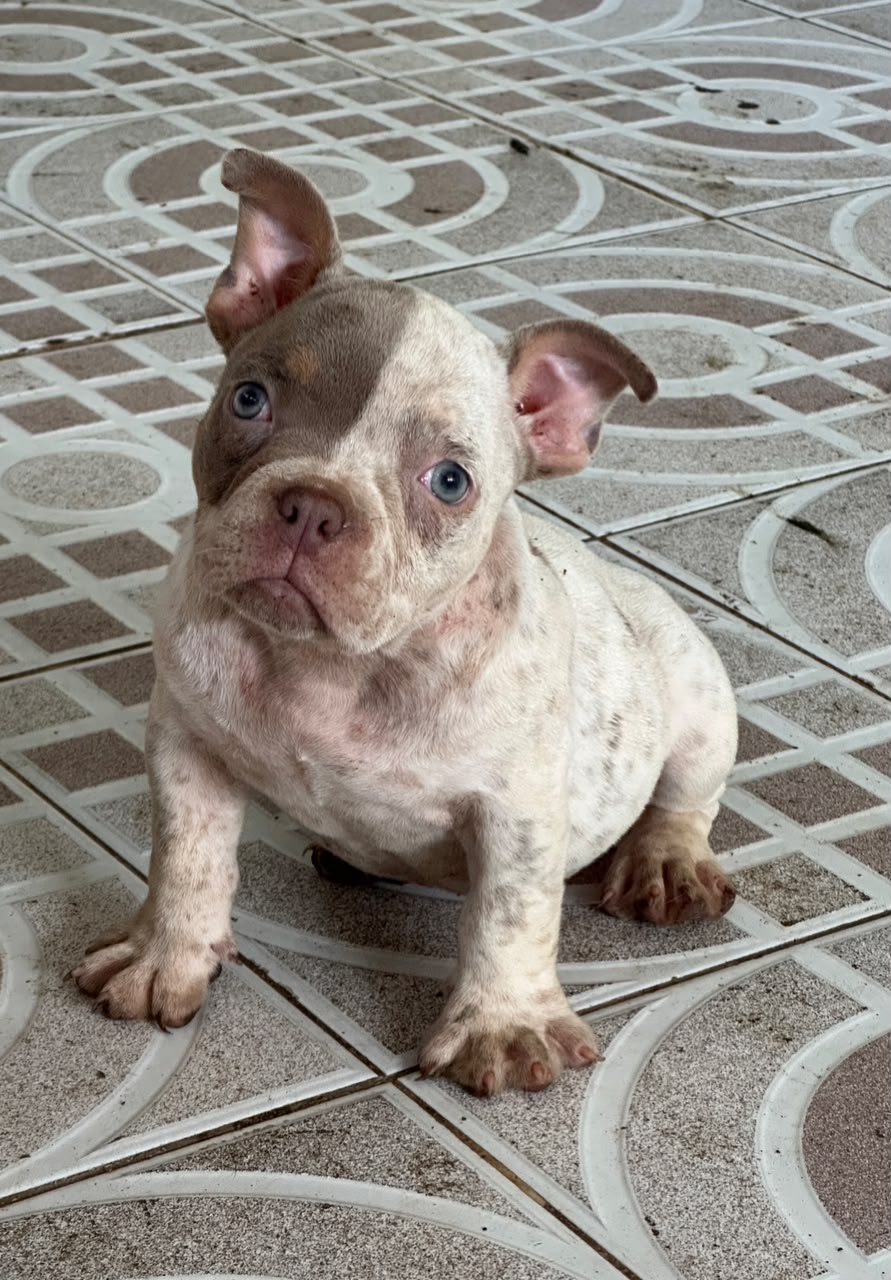 OFERTA CACHORRO SHIPOO MACHO UBICADO EN SANTO DOMINGO Y TIENE SU VACUN Foto 7323949-2.jpg