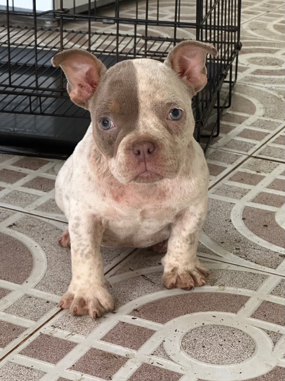 OFERTA CACHORRO SHIPOO MACHO UBICADO EN SANTO DOMINGO Y TIENE SU VACUN Foto 7323949-3.jpg