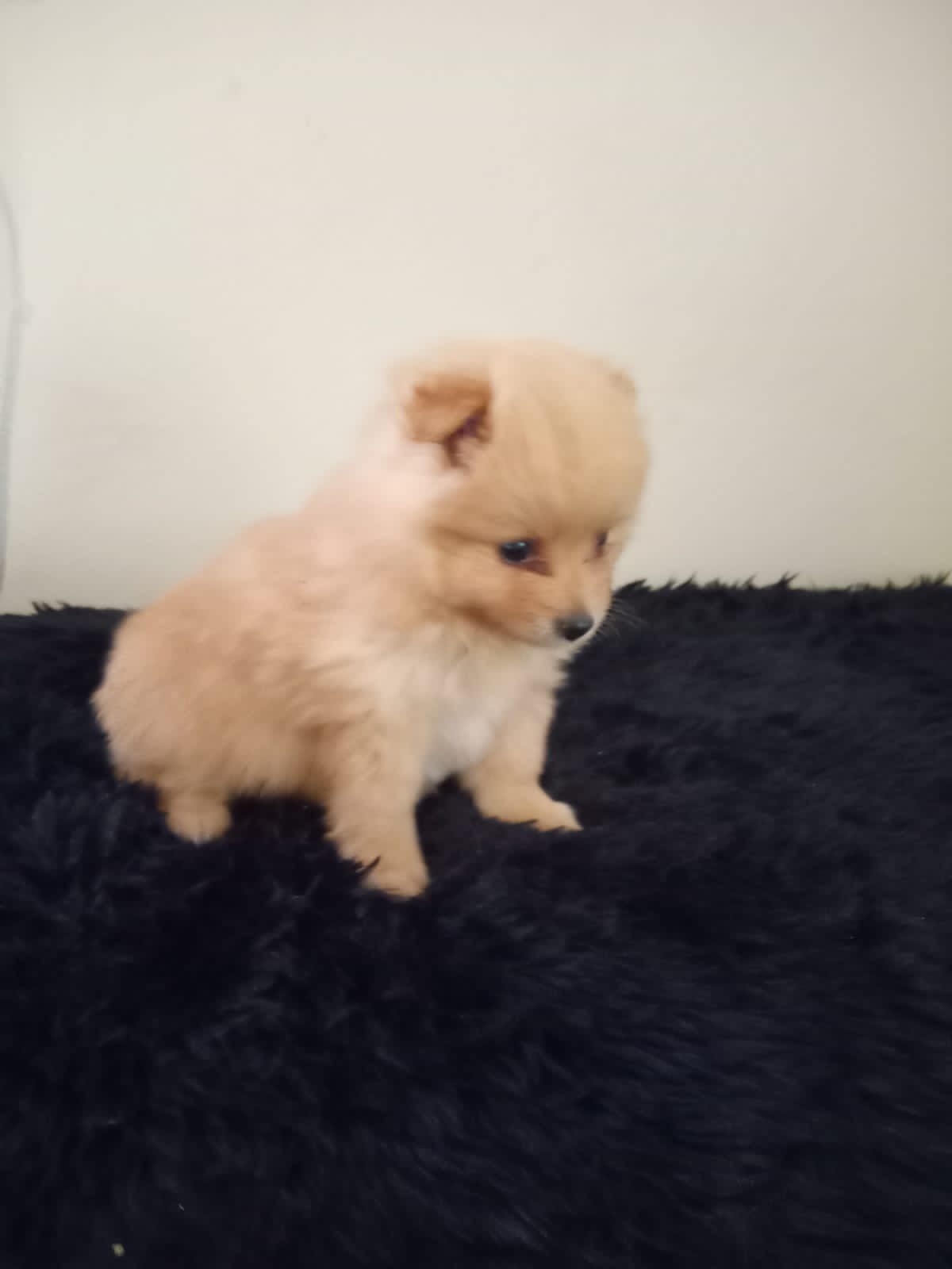 Cachorro pequeño peludo  Foto 7323988-1.jpg