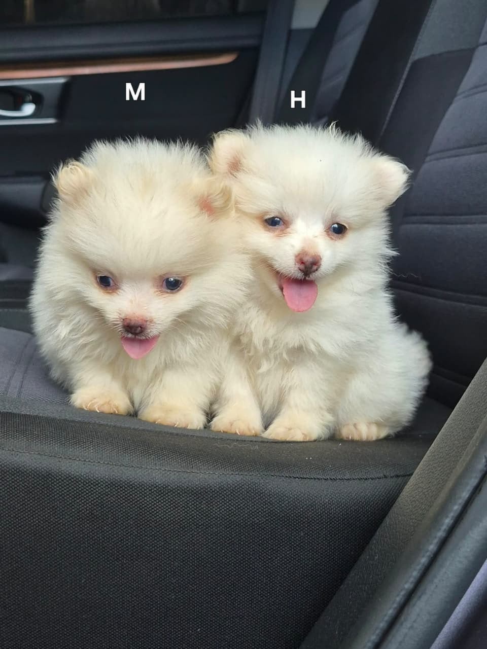 OFERTA CACHORRO POMERANIA AMBOS SEXO UBICADO EN SANTIAGO Y TIENE SU VA Foto 7324031-3.jpg