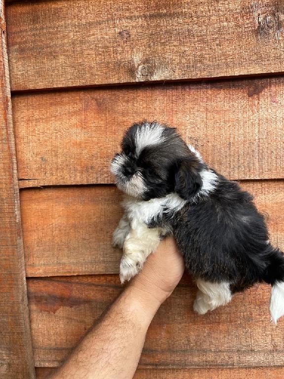 OFERTA CACHORRO SHIH TZU AMBOS SEXO UBICADO EN SANTO DOMINGO Y TIENE S Foto 7324032-1.jpg