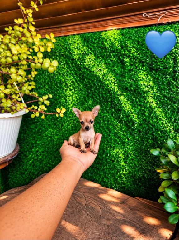 OFERTA CACHORRO CHIHUAHUA MACHO MINI UBICADO EN SANTO DOMINGO Y TIENE  Foto 7324033-1.jpg