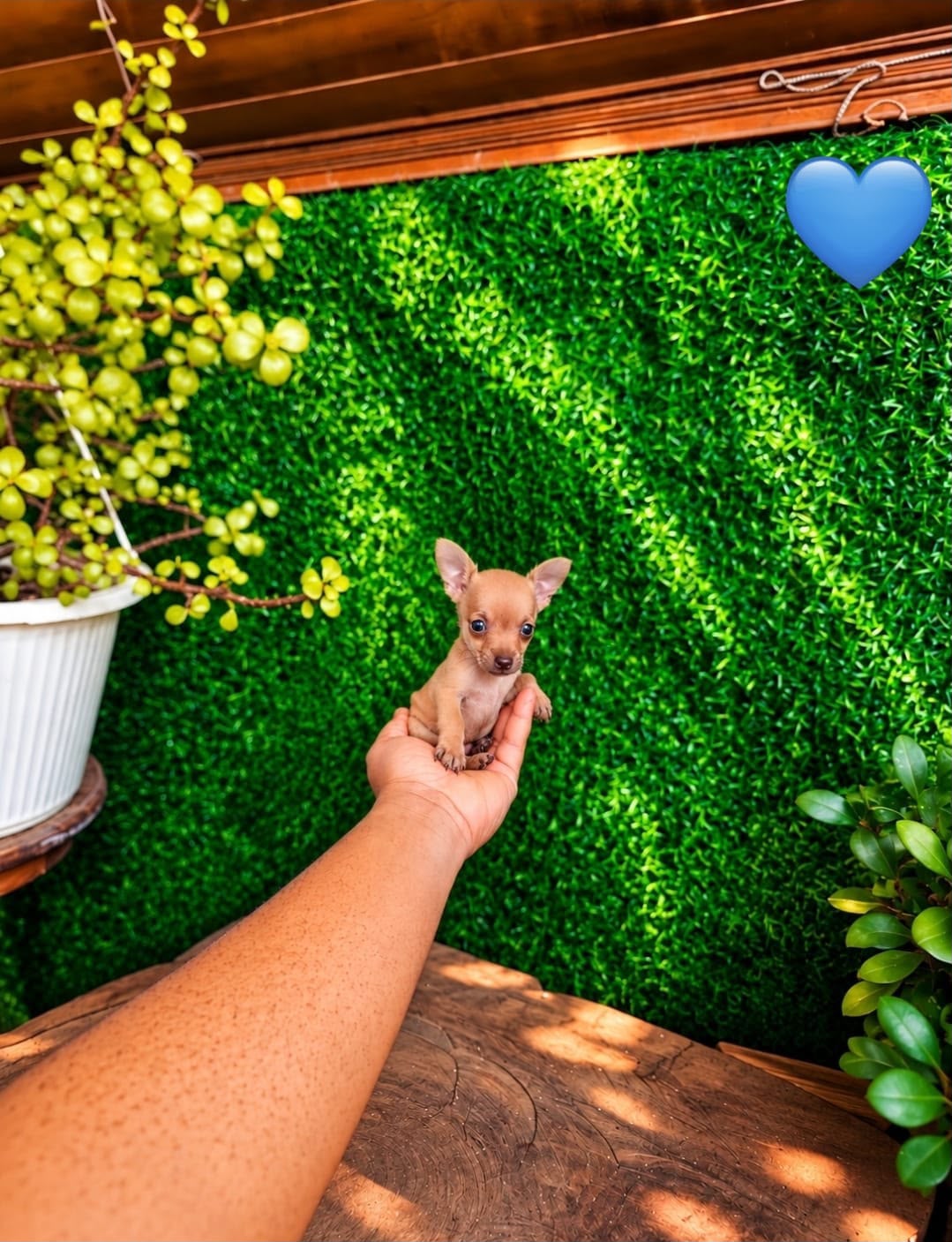OFERTA CACHORRO CHIHUAHUA MACHO MINI UBICADO EN SANTO DOMINGO Y TIENE  Foto 7324033-2.jpg