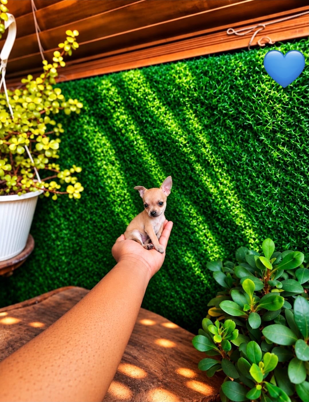 OFERTA CACHORRO CHIHUAHUA MACHO MINI UBICADO EN SANTO DOMINGO Y TIENE  Foto 7324033-5.jpg