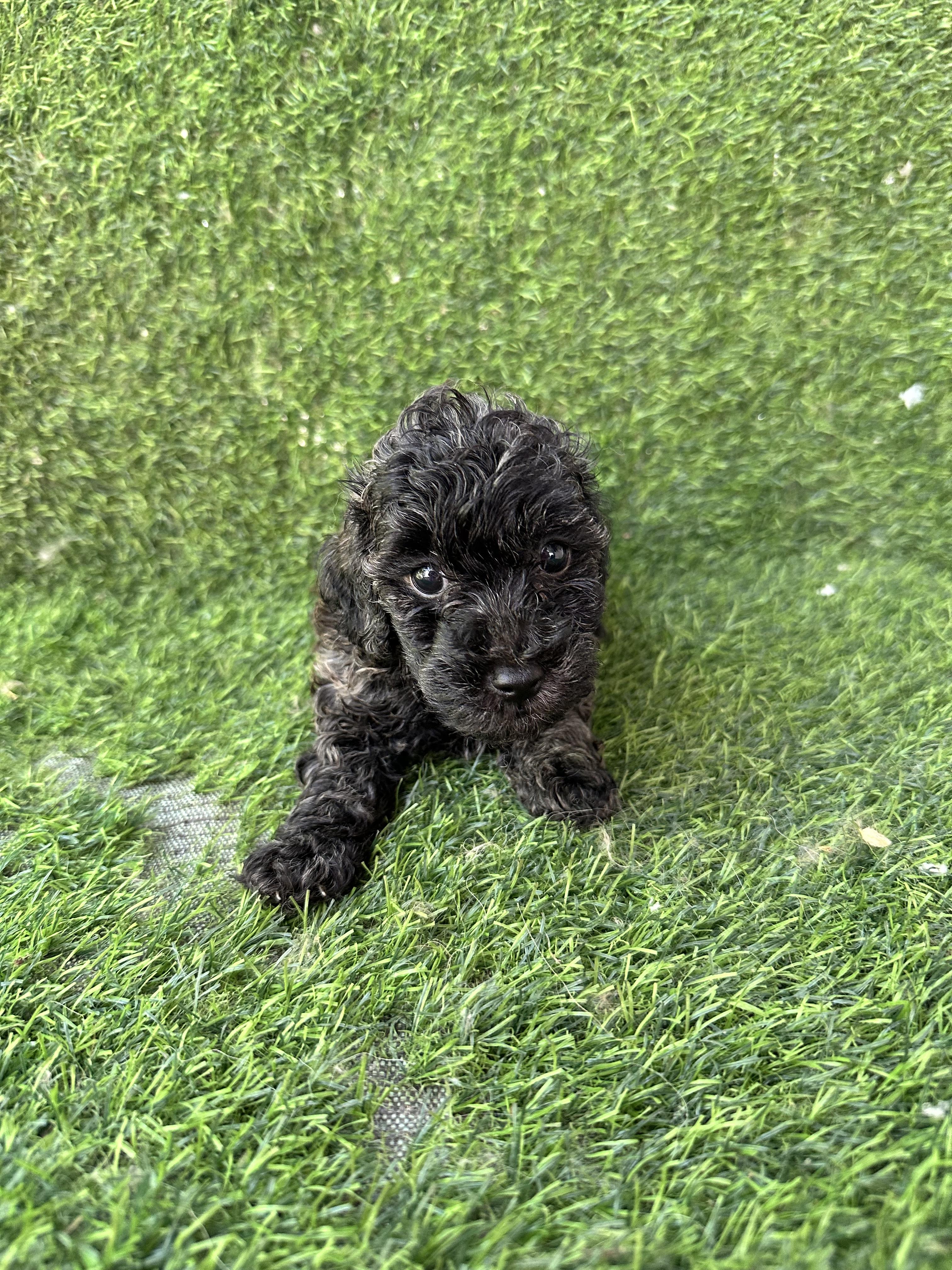 POODLE TOY MACHO Foto 7324044-2.jpg