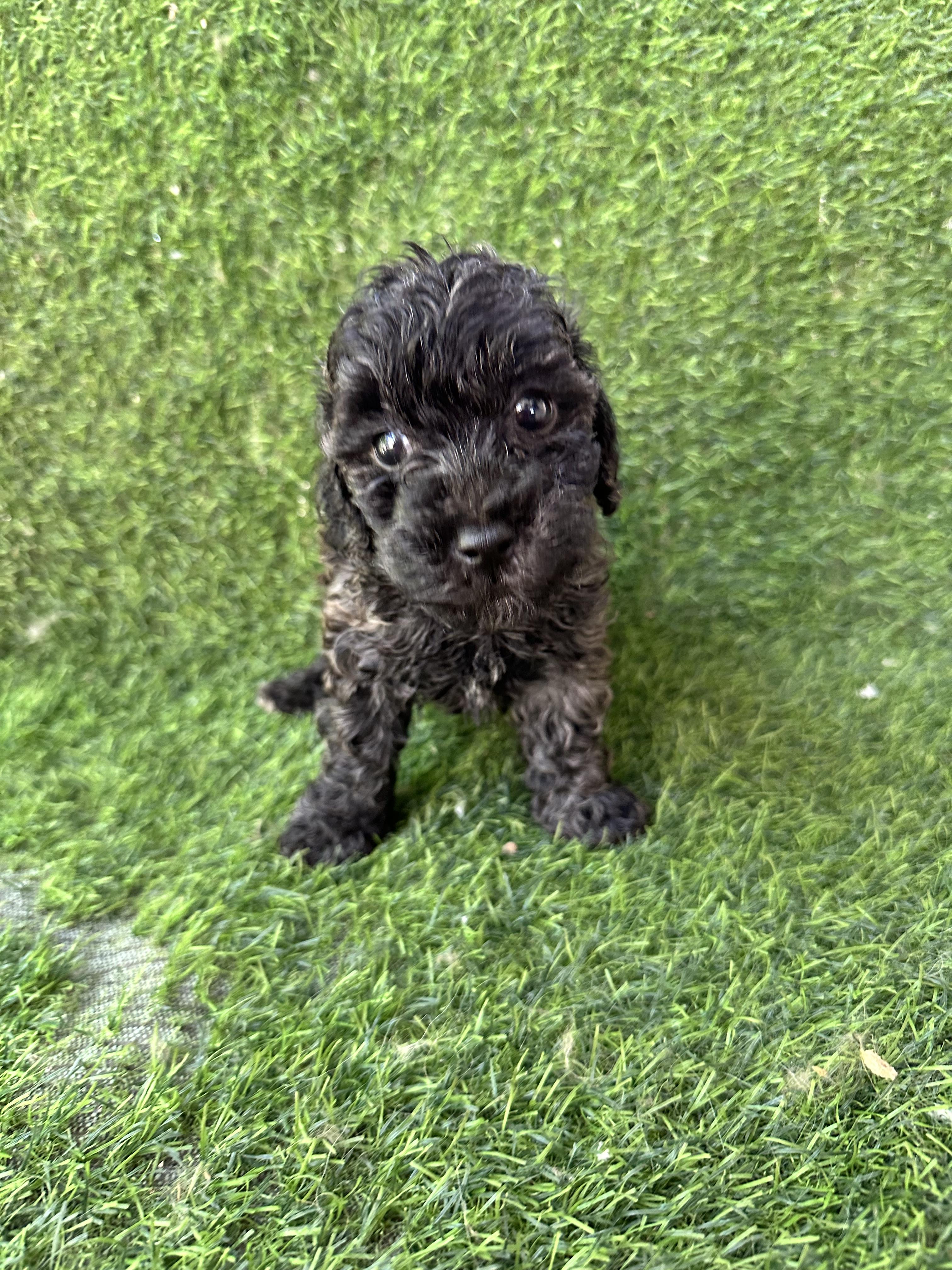 POODLE TOY MACHO Foto 7324044-3.jpg