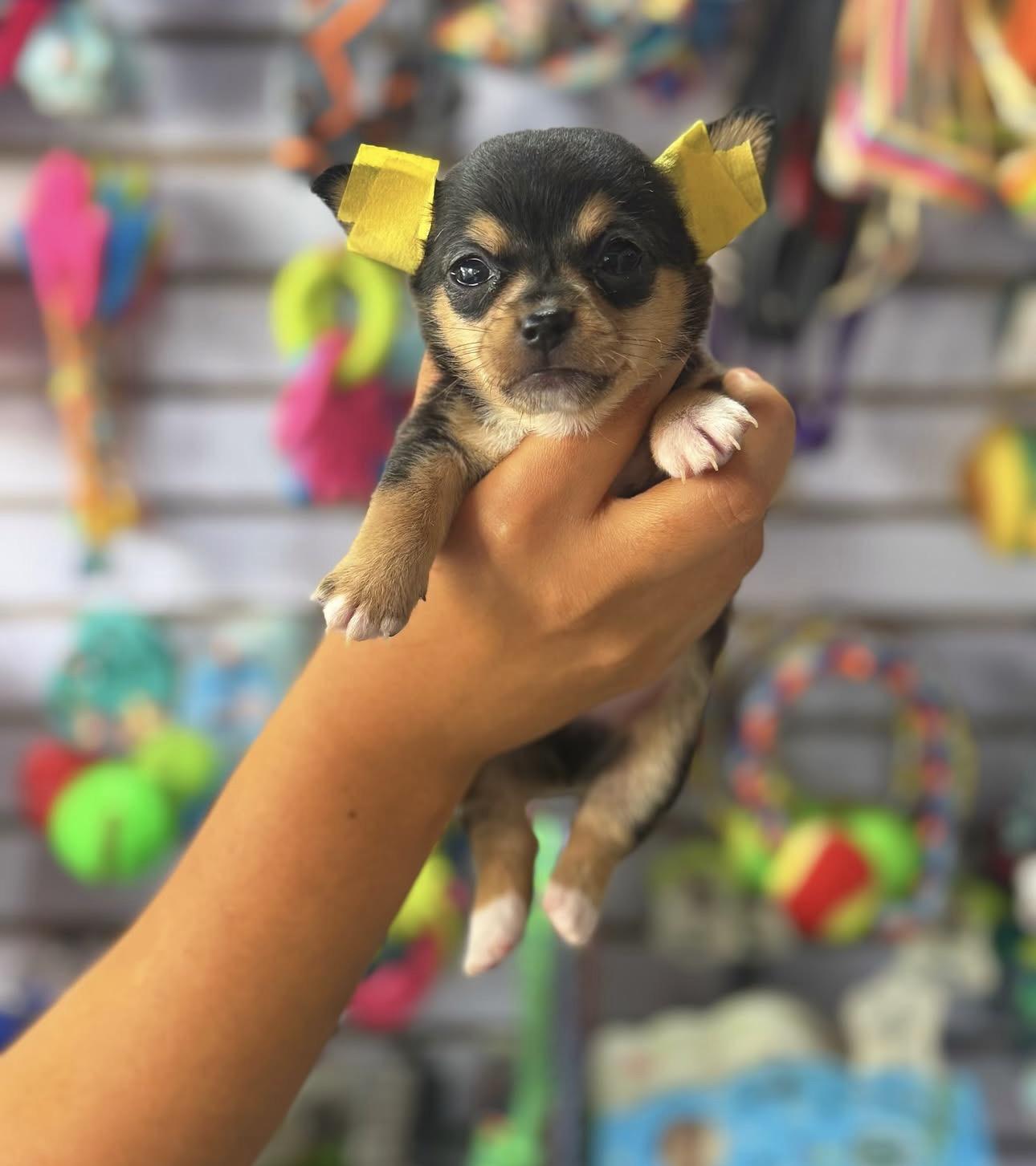 Chihuahua Tailandeses Exoticos Ambos Sexos  Foto 7324073-2.jpg