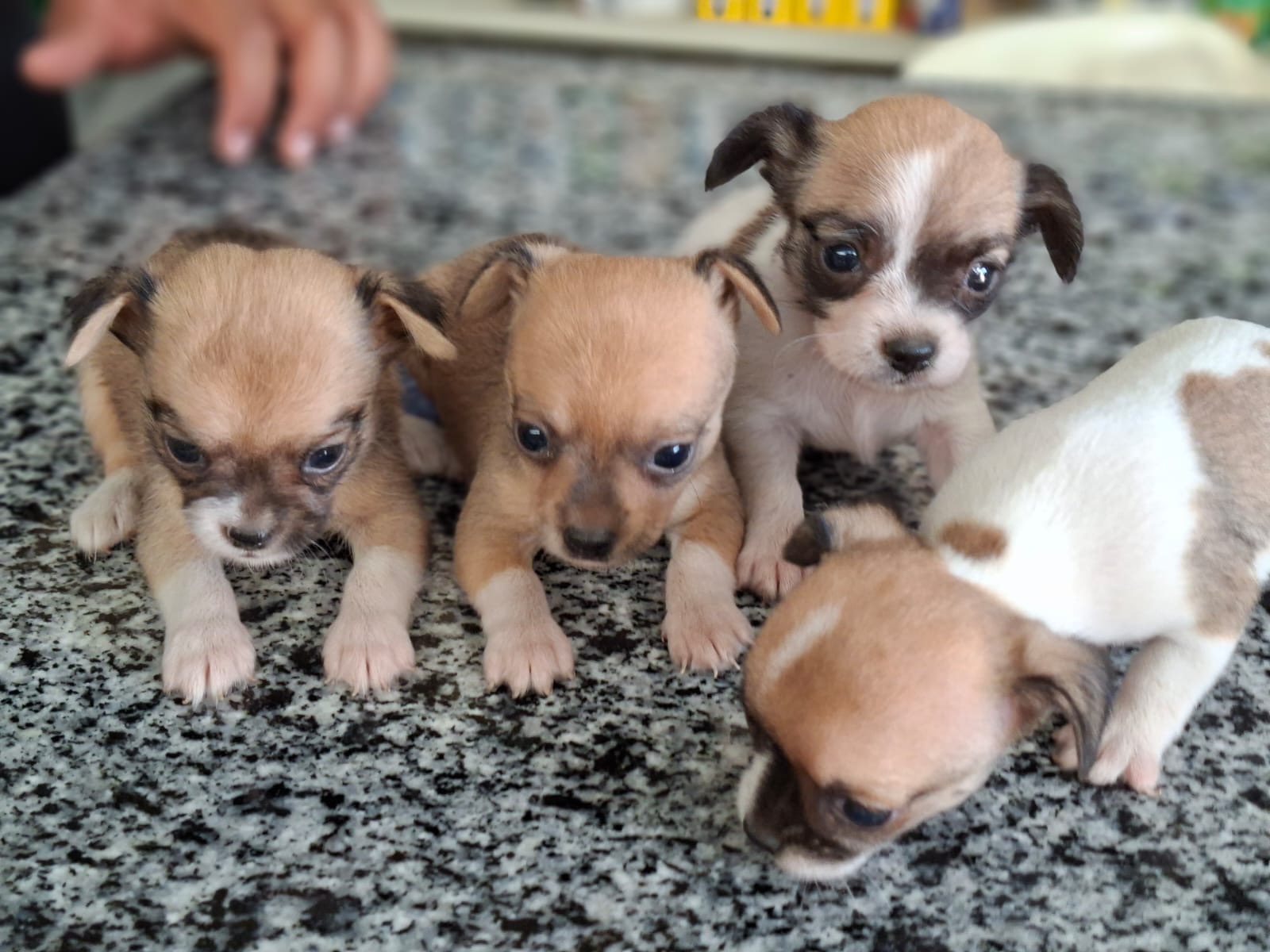 Chihuahua Ambos Sexos  Foto 7324076-2.jpg