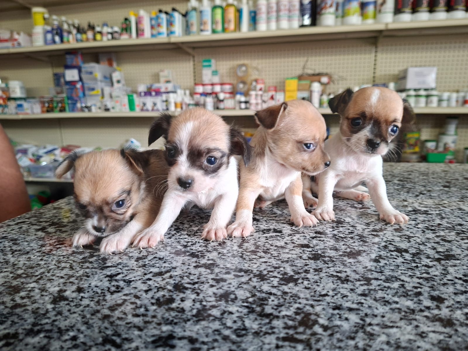 Chihuahua Ambos Sexos  Foto 7324076-4.jpg
