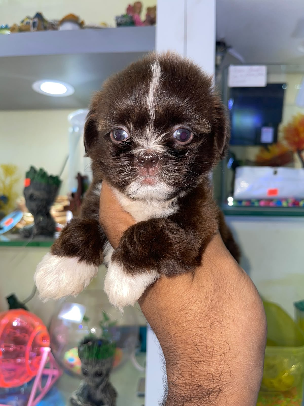 Shipoo Chocolate Machos  Foto 7324113-2.jpg