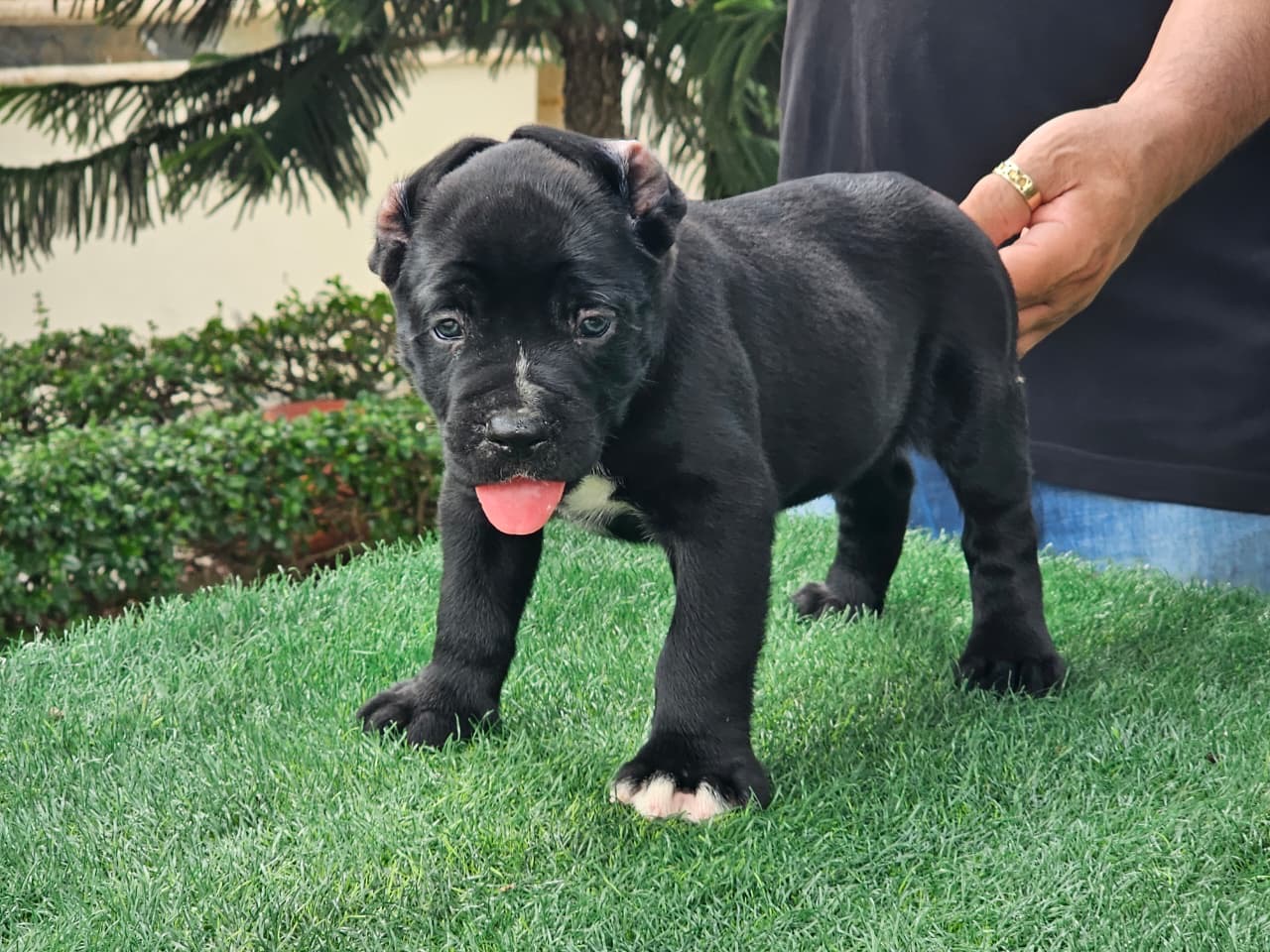 Cane Corso con Pedigree Ambos Sexos  Foto 7324448-2.jpg