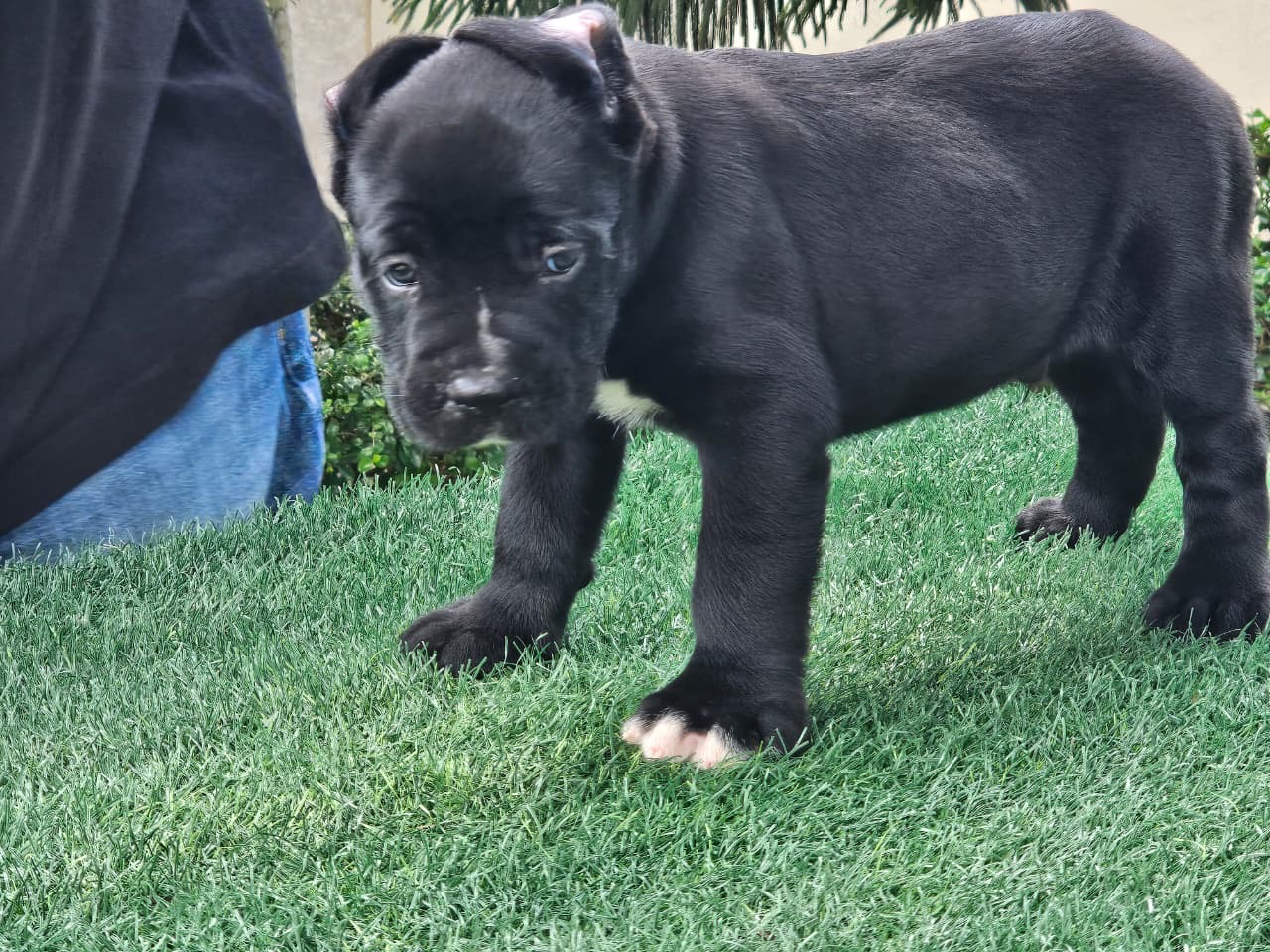 Cane Corso con Pedigree Ambos Sexos  Foto 7324448-6.jpg