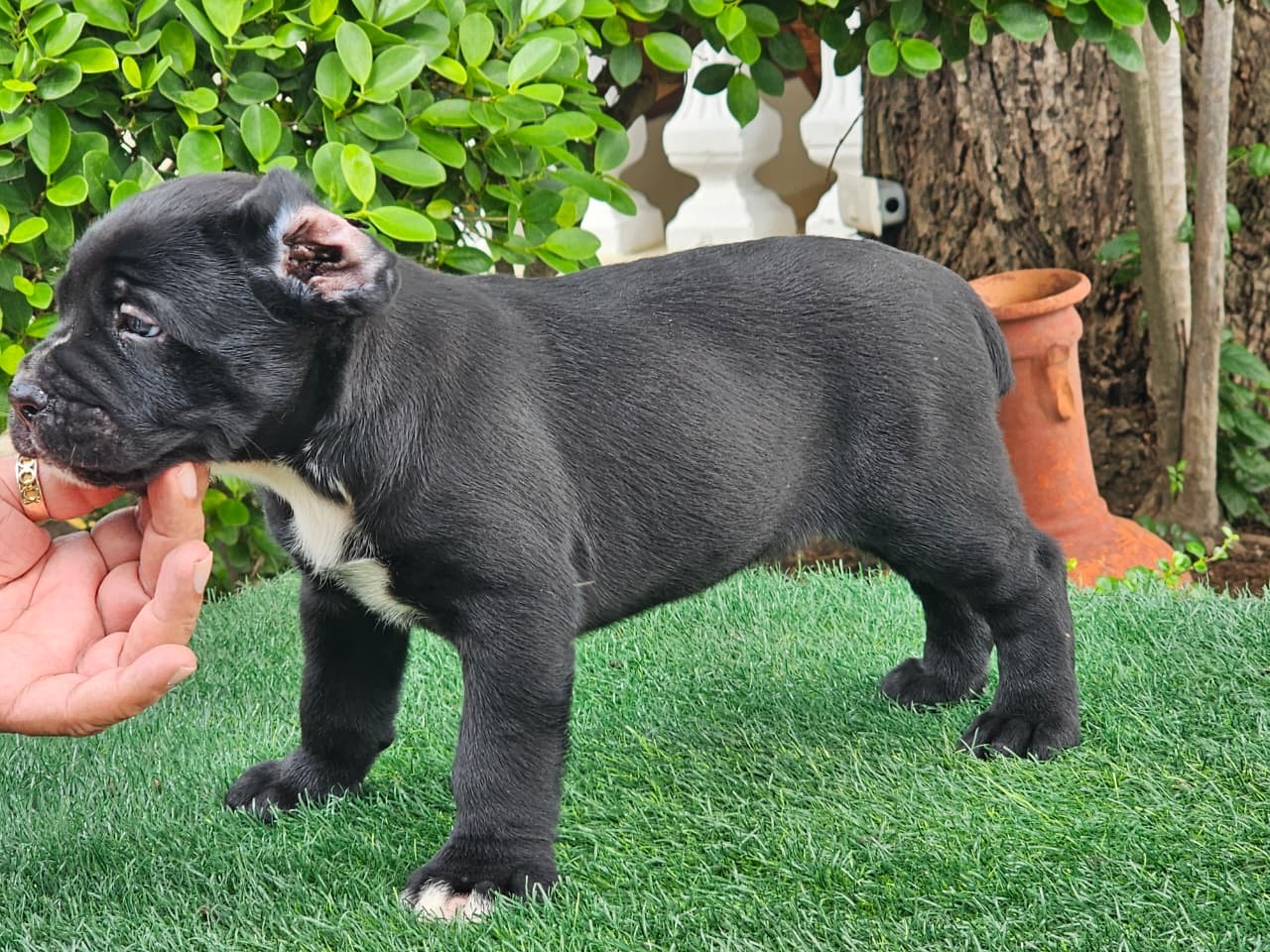 Cane Corso con Pedigree Ambos Sexos  Foto 7324448-7.jpg