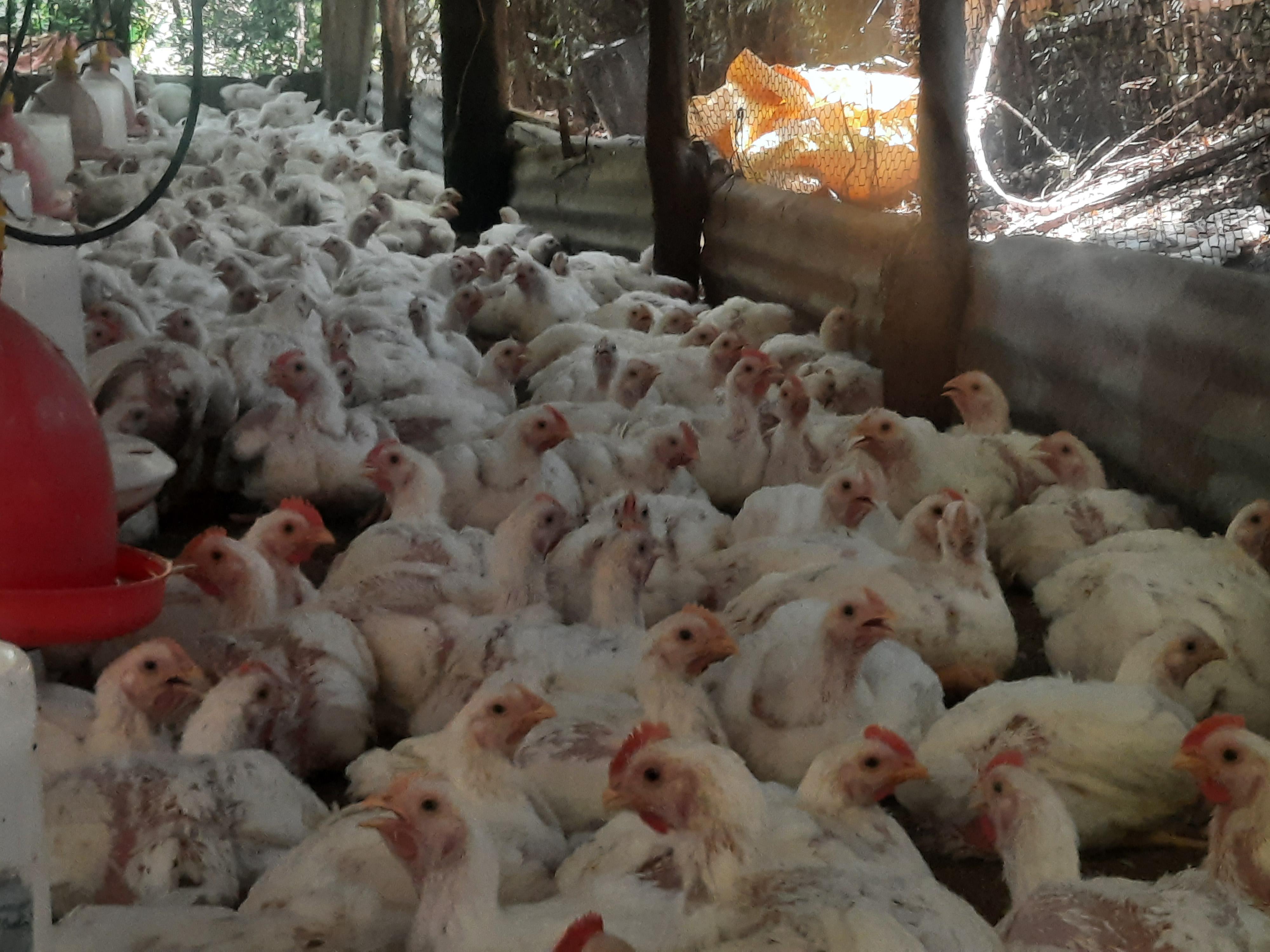 Venta de pollo al por mayor granja .cell 8493576218 Foto 7324643-3.jpg