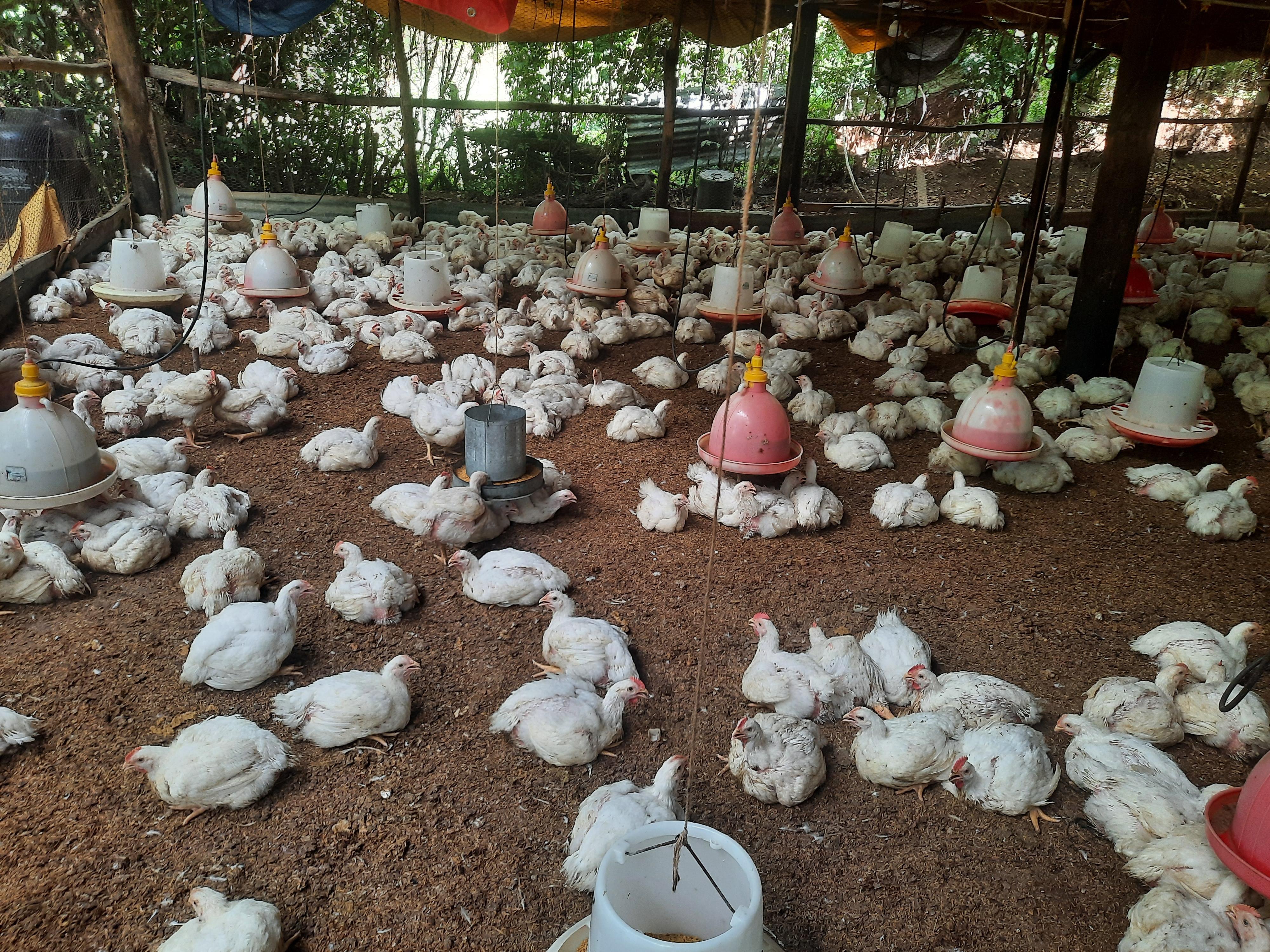 Venta de pollo al por mayor granja .cell 8493576218 Foto 7324643-4.jpg