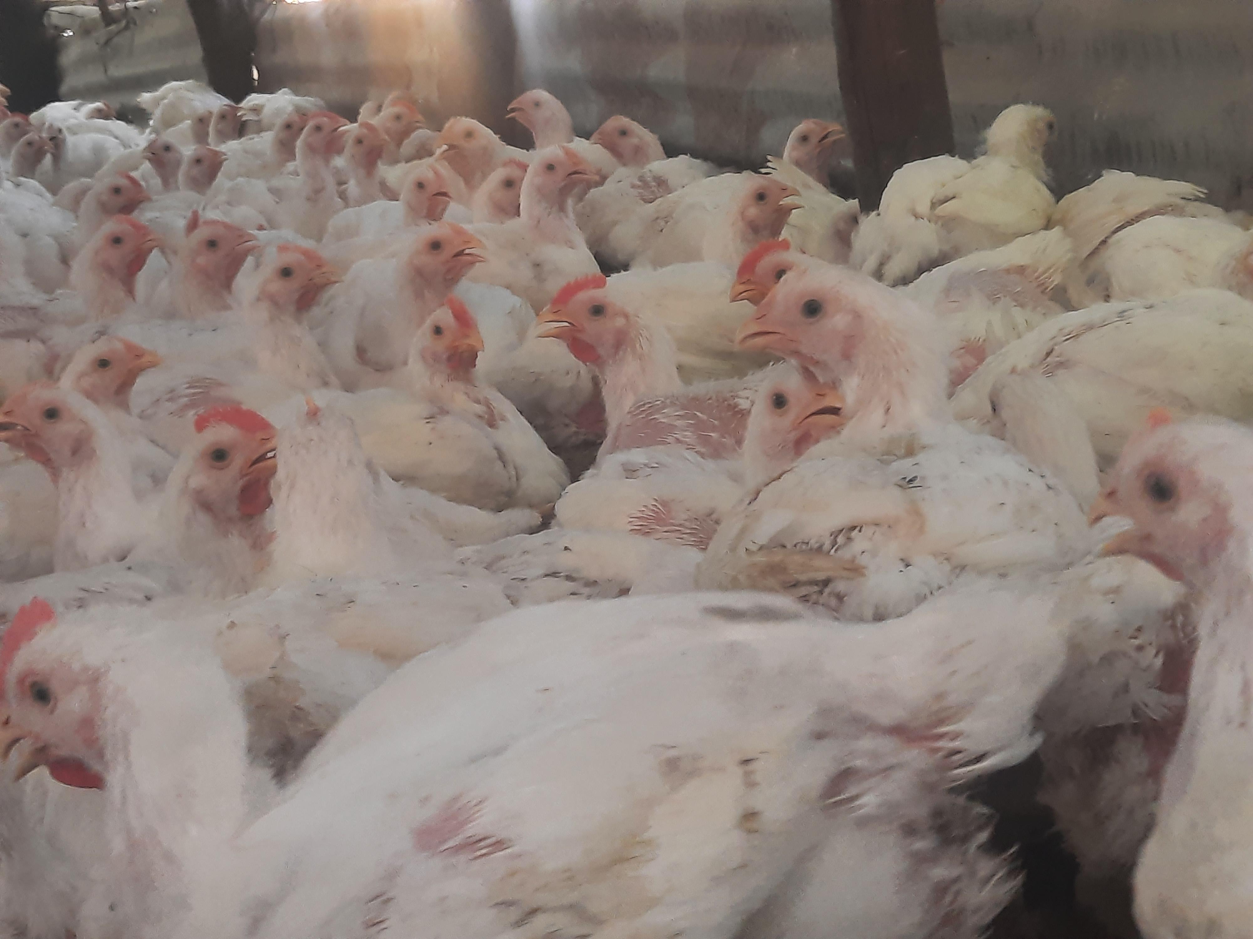 Venta de pollo al por mayor granja .cell 8493576218 Foto 7324643-5.jpg