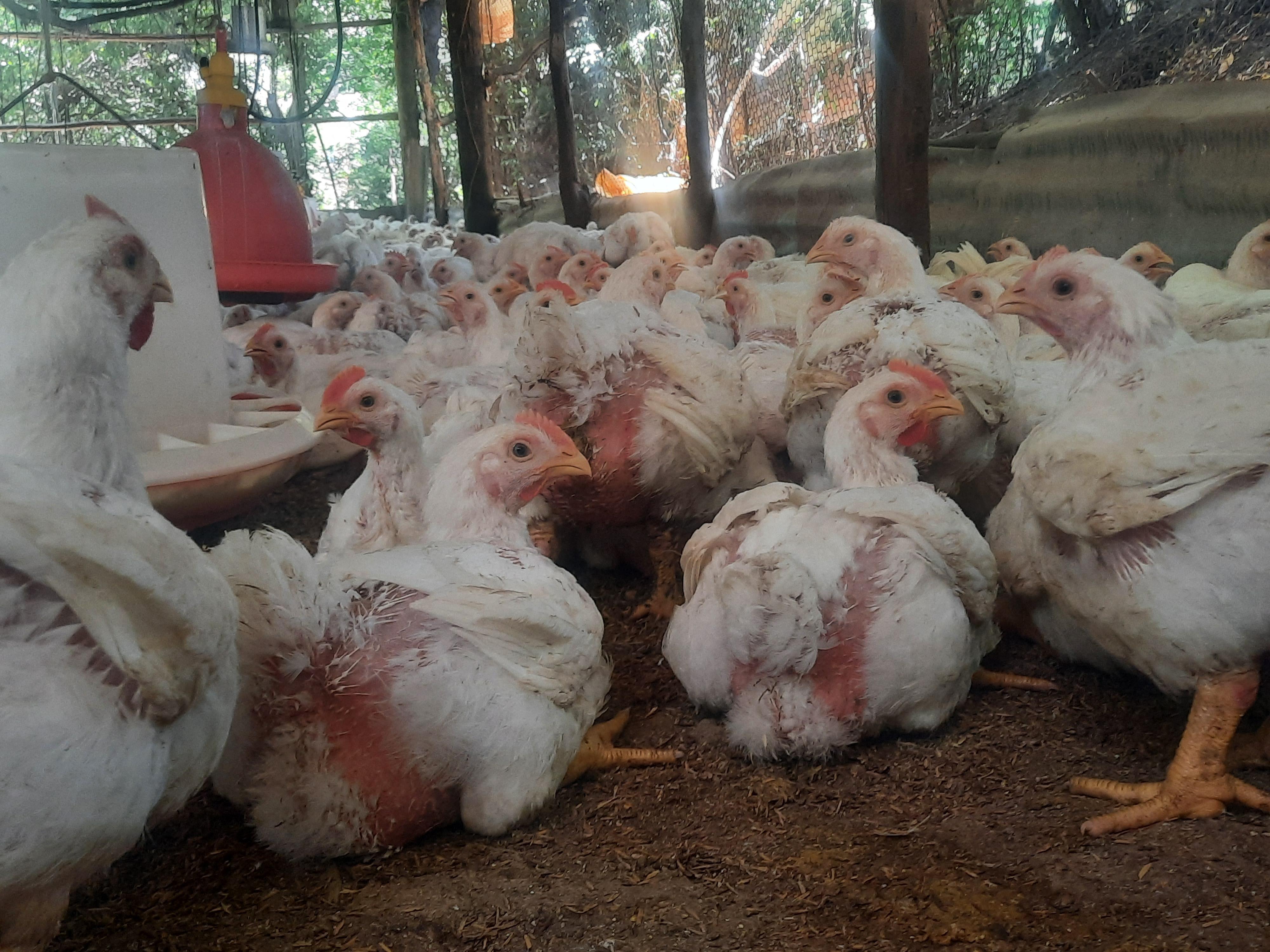 Venta de pollo al por mayor granja .cell 8493576218 Foto 7324643-6.jpg