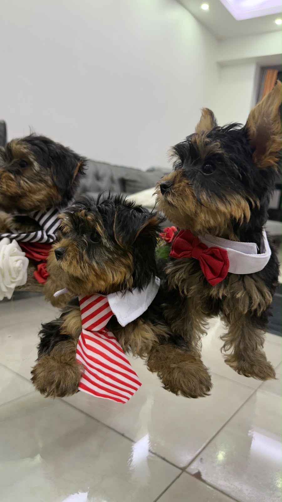 Yorkshire Terrier disponibles - 3 hembras y 2 machos Foto 7324823-2.jpg