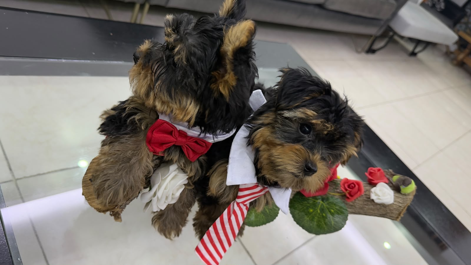 Yorkshire Terrier disponibles - 3 hembras y 2 machos Foto 7324823-3.jpg