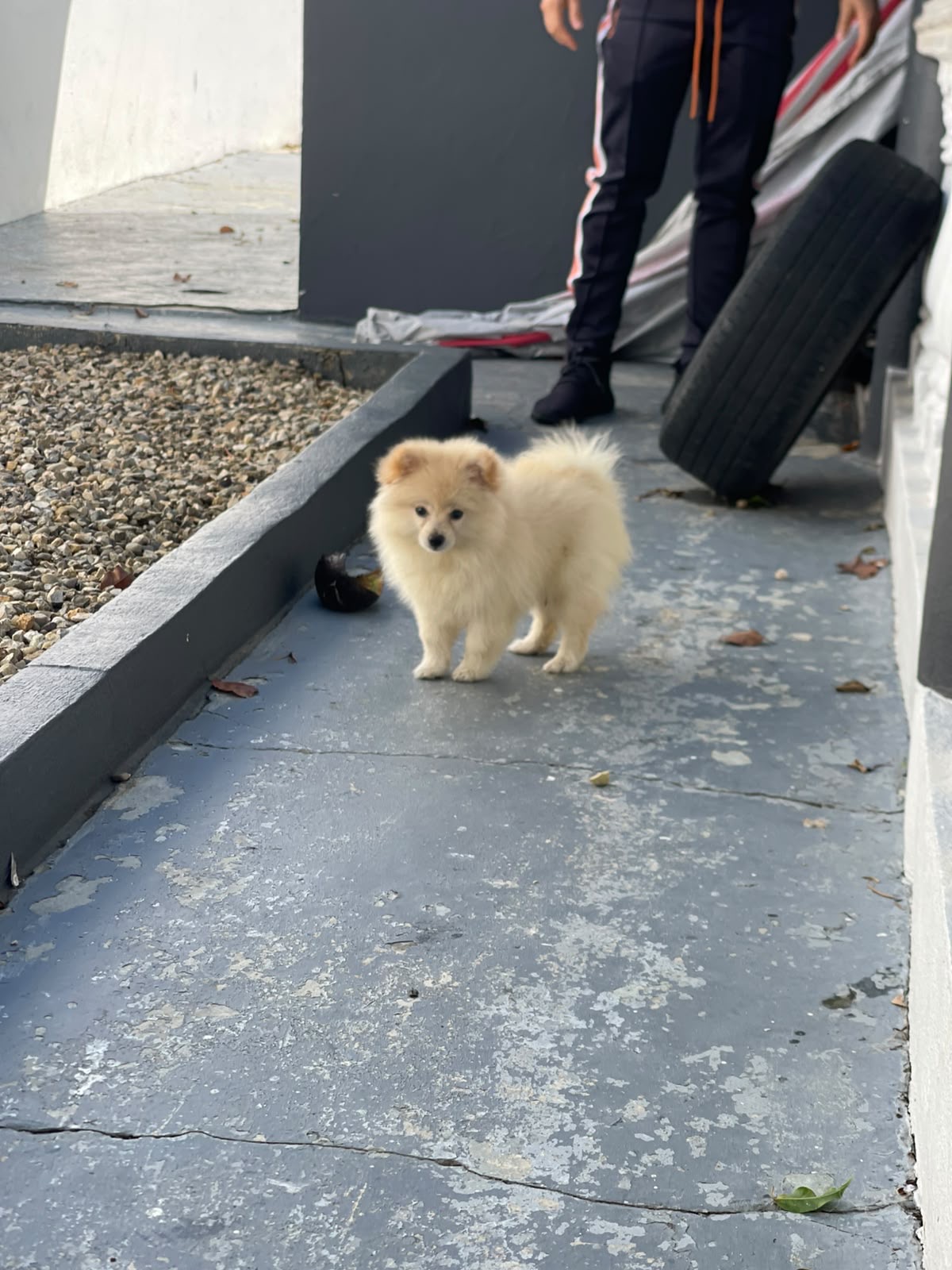 Perro pomerania  Foto 7325051-2.jpg